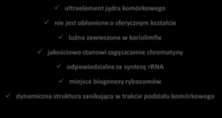 dynamiczna struktura zanikająca w trakcie podziału