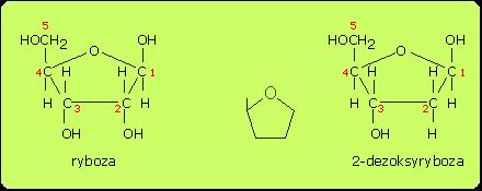 nukleinowego DNA DNA jest polimerem Nukleotyd - podstawowa jednostka DNA Nukleozyd - cukier (deoksyryboza) + zasada azotowa Nukleotyd - cukier (deoksyryboza) + zasada azotowa + reszta kwasu