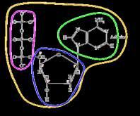 w DNA ATCGATGATC łańcuch 1 (10 pz)