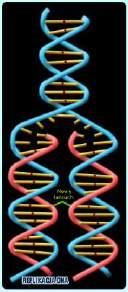 Replikacja DNA Rozkręcenie łańcucha DNA zarówno przechowuje
