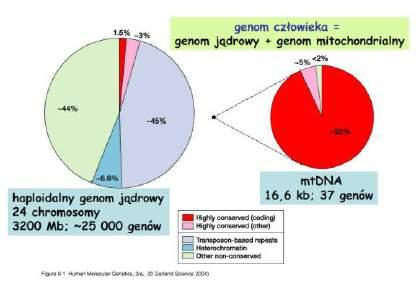 haploidalny genom jądrowy 23 chromosomy ~ 25 000 genów 22