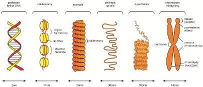 Poziomy upakowania chromatyny podwójna helisa DNA Poziomy upakowania chromatyny nukleosom Nukleosom fragment