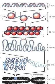 Poziomy upakowania chromatyny