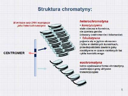 fragment chromosomu Cały chromosom