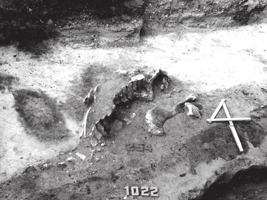 Table 9. Horse bone remains from grave 254 The Role of Horse Burials Northeast Pol Element of skeleton Right Left Cranium Hyoid bone Mible Teeth Vertebrae v. c 11 pieces, v. th. 2 pieces, v. l.