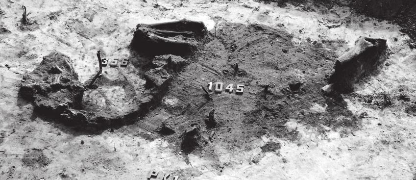 Table 15. Horse bone remains from grave 356 The Role of Horse Burials Northeast Pol Element of skeleton Right Left Cranium 2 pieces Hyoid bone Mible 200 pieces Teeth I 12, C 4, P+M 4 Vertebrae v.