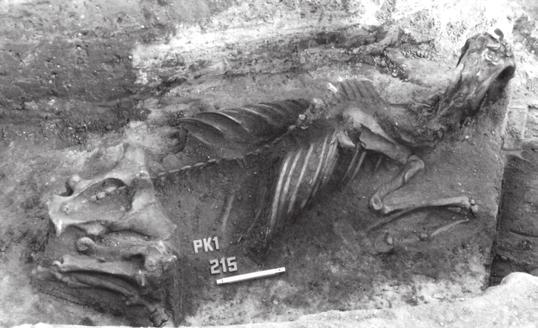The Role of Horse Burials Northeast Pol Fig. 2. The location of a horse skeleton in grave 215 (photograph by ).