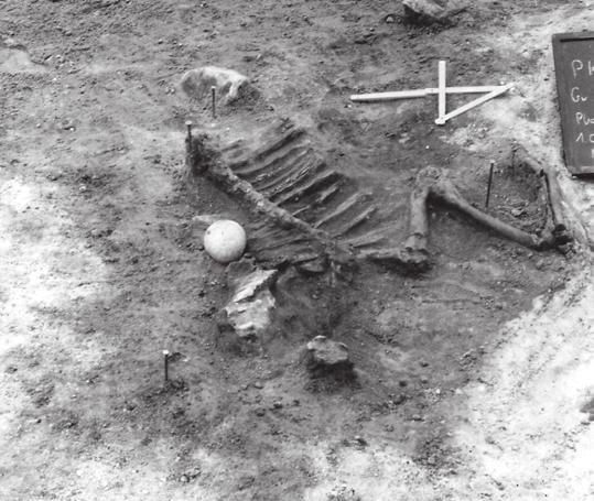 In the case of graves containing skeletal burials of horse these searches led to the discoveries of: in grave 290, at the level of the front part of the horse s skeleton, harred fragments of tall oat
