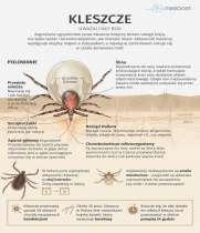 Kleszcz
