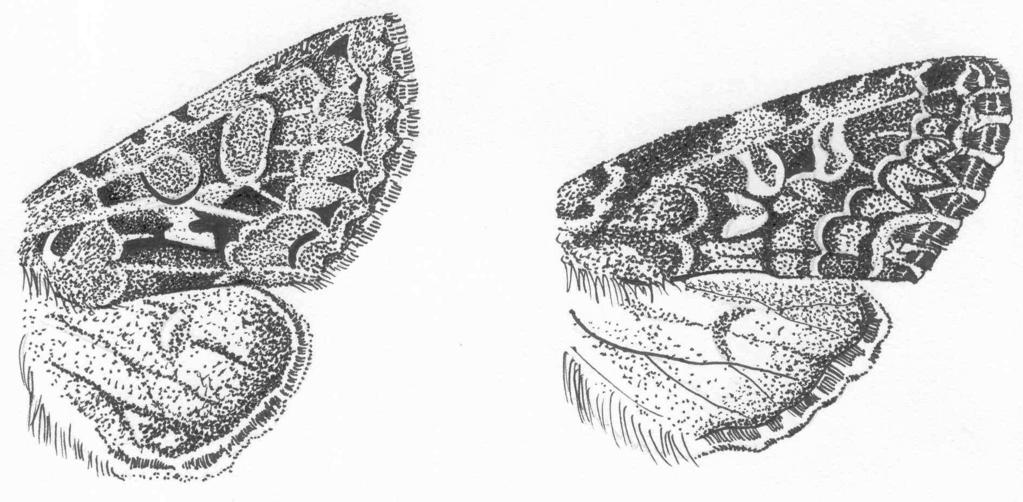 Hythimna obsoleta (HBN.) Kucelin Łąki, 07.06.2007, 1 ex.