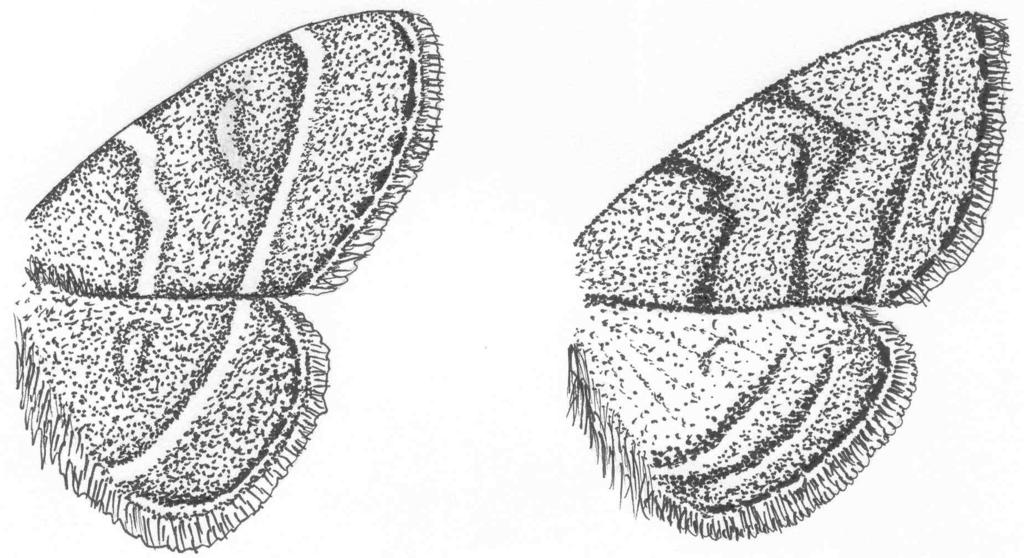 Rys. 5. Trisateles emortualis (Schiff. et Den.) Rys. 6. Pechipago strigillata (L.) Rys. 7. Nola cucullatella (L.) Rys. 8. Nola confusalis (H-S) LITERATURA Fibiger M., Hacker H.