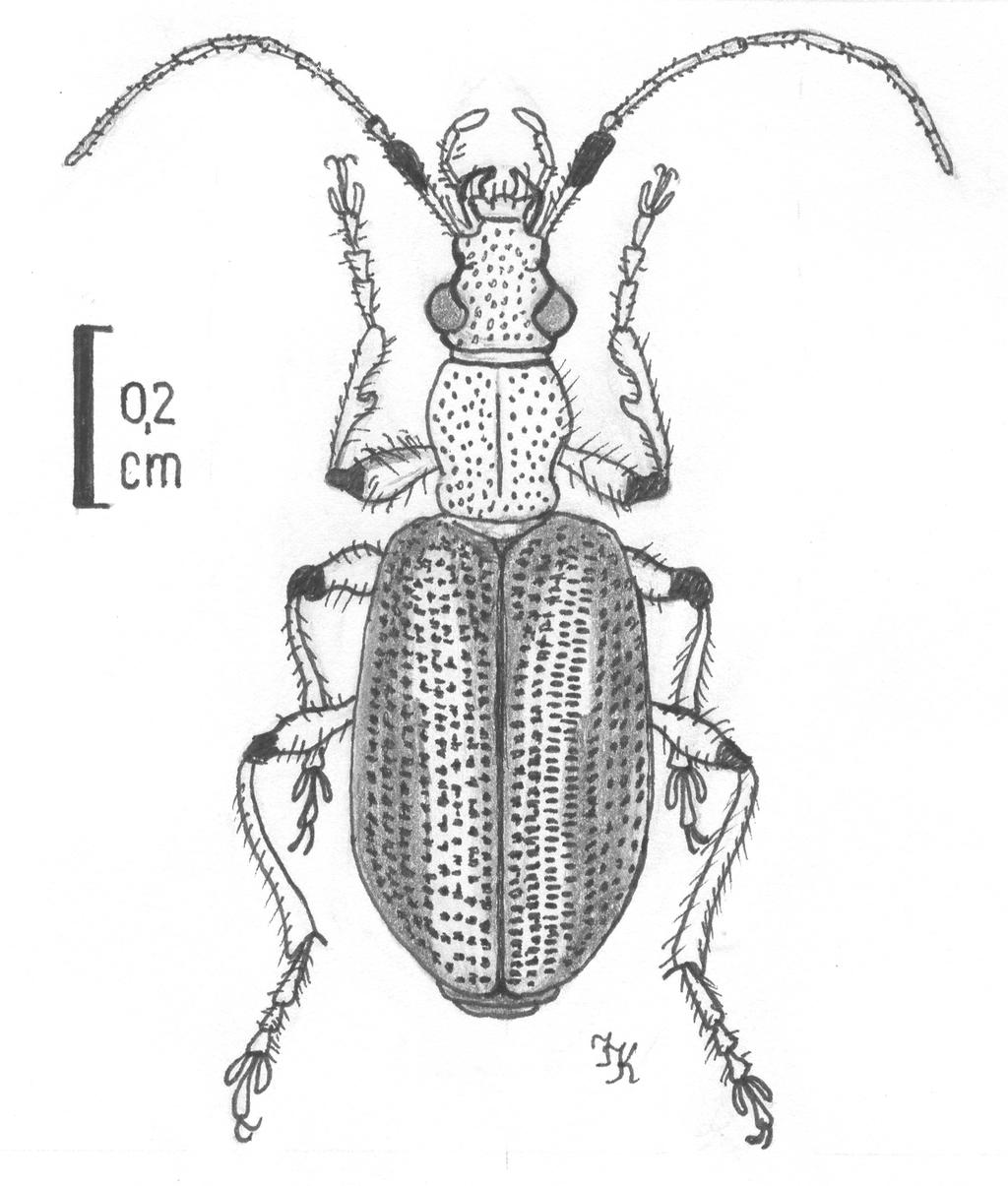 Rys. 1. Drypta lineola (CHADOIR, 1818) (Azja Południowo-wschodnia) Częstochowskie Koło Entomologiczne MUZEUM CZĘSTOCHOWSKIE Aleja N. M. P. 45A 42-200 Częstochowa tel. 0-34 324 44 24, tel. / fax.