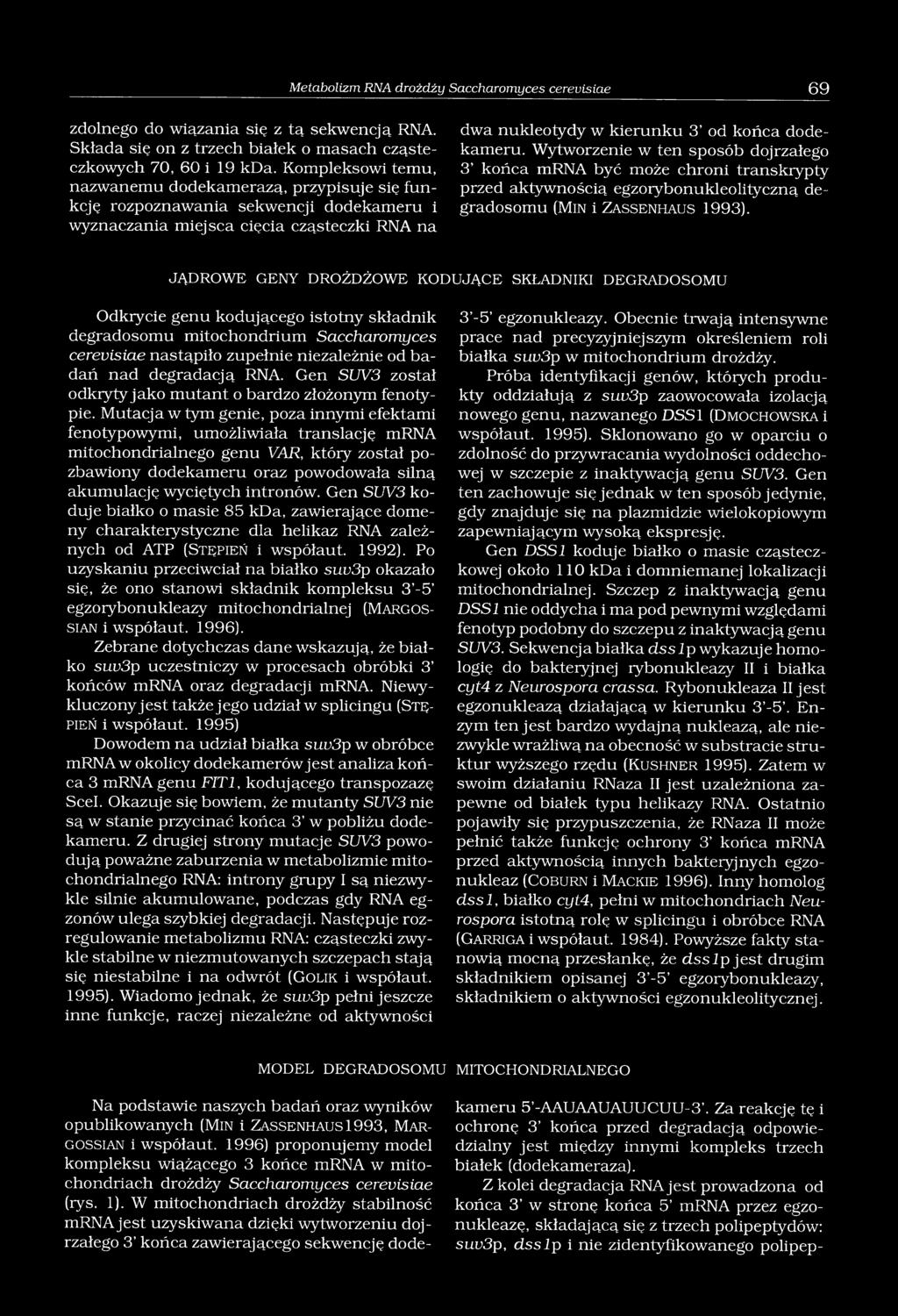 Wytworzenie w ten sposób dojrzałego 3 końca mrna być może chroni transkrypty przed aktywnością egzoiybonukleolityczną degradosomu (Min i Zassenhaus 1993).