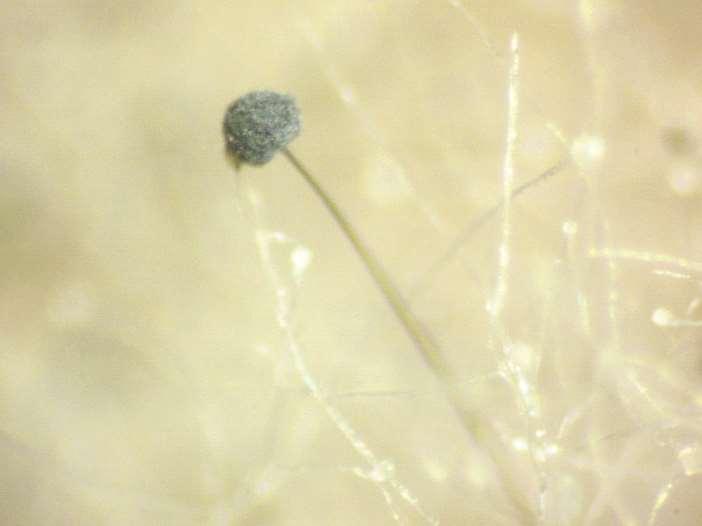 Strzępki grzybni wraz z zarodniami pleśniaka białego (Mucor mucedo Fresen) (fot. N. Góralska) Photo 1, 2. Mushroom mycelium with white fodder spores (Mucor mucedo Fresen) (Photo. N. Góralska) Ryc. 2. Cykl rozwojowy pleśniaka Fig.