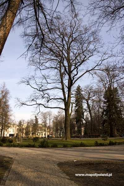 DĄB WOLNOŚCI W NOWYM SĄCZU Ryc.24 Dąb wolności w Nowym Sączu źródło: www.mapofpoland.pl/ W centralnej części nowosądeckich Plant Miejskich rośnie potężny dąb.