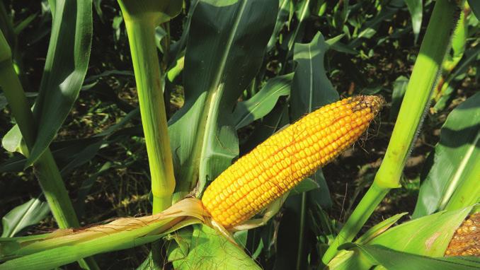 SUPREME Hodowca: Saaten Union Kierunek użytkowania: ziarno, kiszonka, biogaz FAO: 220-230 Wydajność ponad wszystko szybki rozwój początkowy, wysoki, obficie ulistniony, odporny na wyleganiemieszaniec