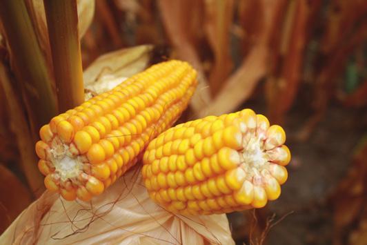 TELESTO CS Hodowca: Caussade Kierunek użytkowania: ziarno, grys FAO: 240 Super ziarno dobry wczesny wigor szybko dosychające ziarno doskonałe parametry przemiałowe