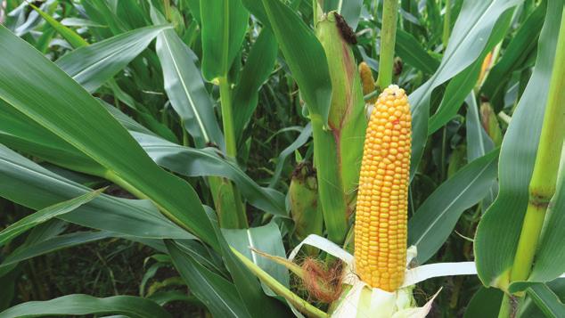 KRESOWIAK Hodowca: HR Smolice Kierunek użytkowania: kiszonka, biogaz FAO: 240 Dobra nasza bujne i wysokie rośliny dobry stay green dobra odporność na głownię guzowatą bardzo dobra