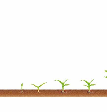 Dawka: 2 l/ha Dawka: 3,5 4 l/ha Program ochrony kukurydzy SIEW WSCHODY 2 LIŚCIE 3 LIŚCIE 4 LIŚCIE Nowość Absolutny lider wśród produktów na chwasty w kukurydzy.