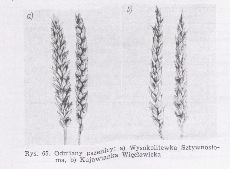 W krajowym rejestrze COBORU w Polsce widnieje 139 odmian roślin użytkowych (rolniczych, warzywnych, sadowniczych), które należą do kilkudziesięciu gatunków (dane z 2015 r.