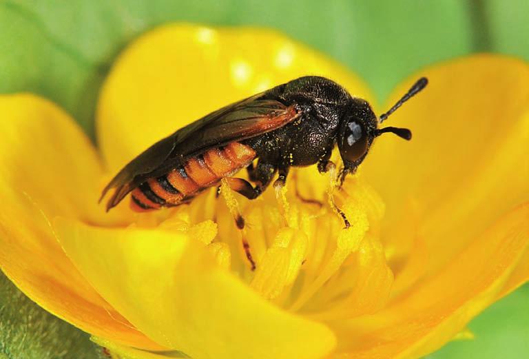Katalog błonkówek (Hymenoptera) Ojcowskiego Parku Narodowego 99 35. Ametastegia pallipes (Spinola, 1808) Sołtyk, Piotrowski 2006 36.