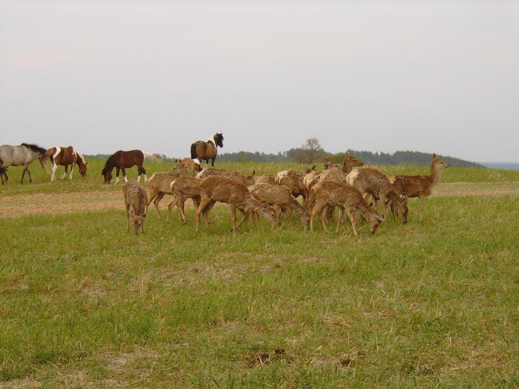 Wiosn 2007 roku, obok Bałtowskiego Parku