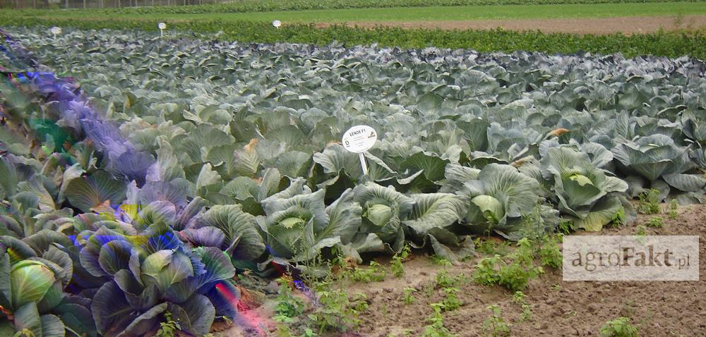 Zwalczanie i zapobieganie kile kapusty Autor: Tomasz Kodłubański Data: 4 lipca 2017 Kiła kapusty to pogłębiający się problem na plantacjach roślin kapustnych.