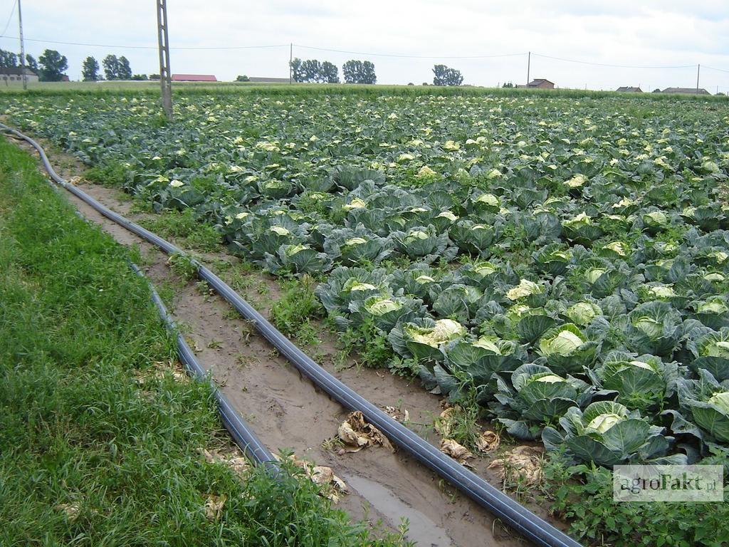 Kapusta najlepiej rośnie na stanowiskach nasłonecznionych, żyznych i o dobrej strukturze Główne kierunki poprawnego gospodarowania to również przeciwdziałanie erozji gleby, utrzymywanie poziomów