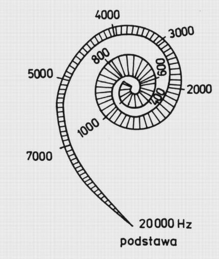 Od osklepka (szczytu) w kierunku podstawy błony podstawnej rozkład miejsc pobudzeń zmienia się proporcjonalnie do logarytmu częstotliwości Błona podstawna rozszerza się od