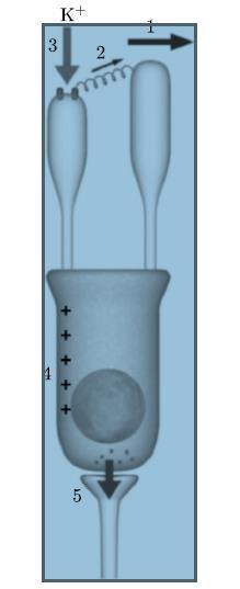 Działanie komórki słuchowej (http://www.mimuw.edu.pl/delta/artykuly/delta1006/ucho.p df) W zakończeniach rzęsek znajdują się kanały jonowe sterowane falowaniem rzęsek (1, 2).