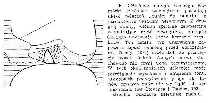 Komórka słuchowa z