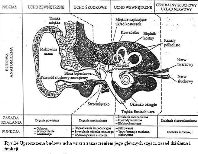 PODSUMOWANIE BUDOWY UCHA W materiałach pomocniczych