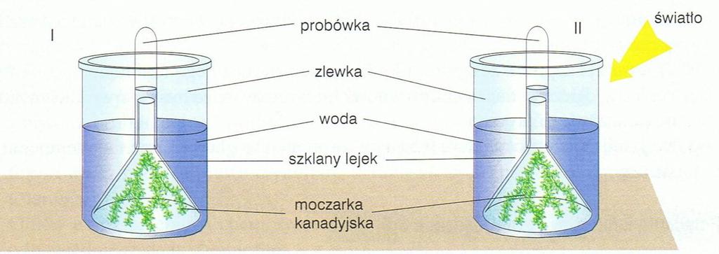 Dział I Organizacja i chemizm życia.