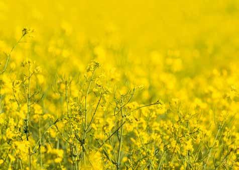 Biotechnologia (BT) Jest wiele rzeczy, które odróżniają GreenCoat od innych materiałów budowlanych. Jedną z najważniejszych jest zrównoważenie.
