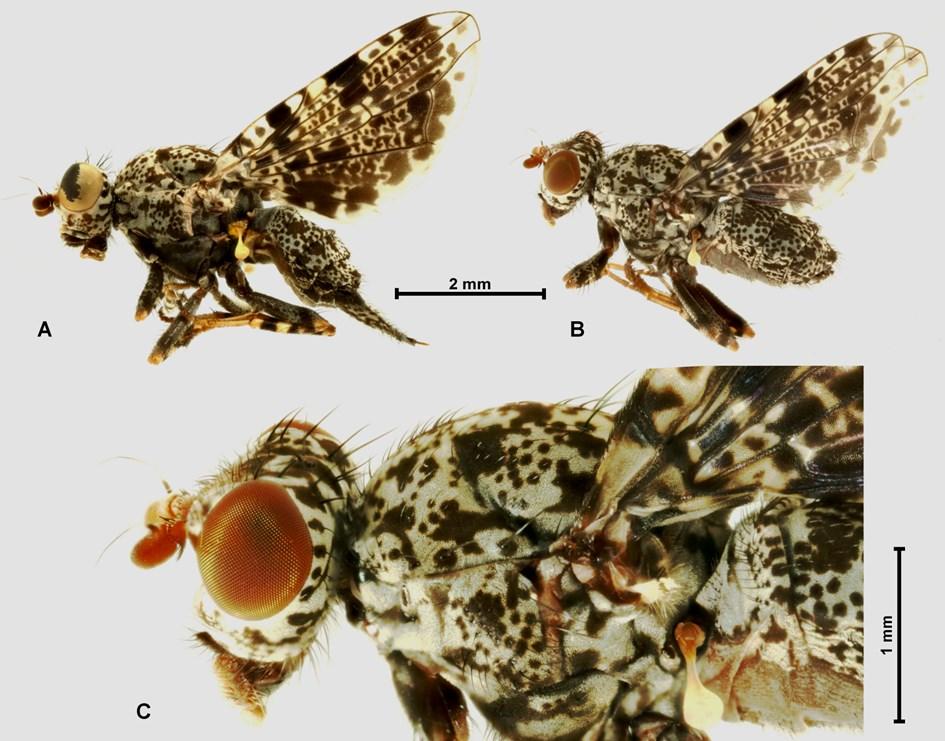 RYC./FIG. 1. Callopistromyia annulipes (MACQUART).