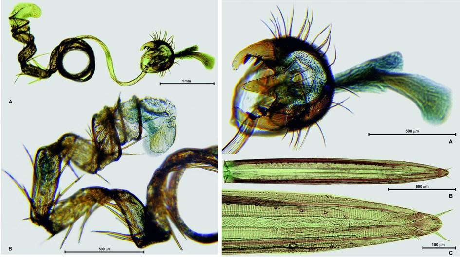 DYSKUSJA Morfologia i zachowania Callopistromyia annulipes są dość dobrze poznane i opisane w kilku publikacjach na podstawie obserwacji z naturalnego zasięgu jego występowania (BANKS 1904; FROST