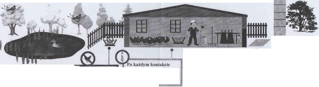 Stosuj maty dezynfekcyjne w wejściach i wyjściach z budynków, w których utrzymywany jest drób oraz