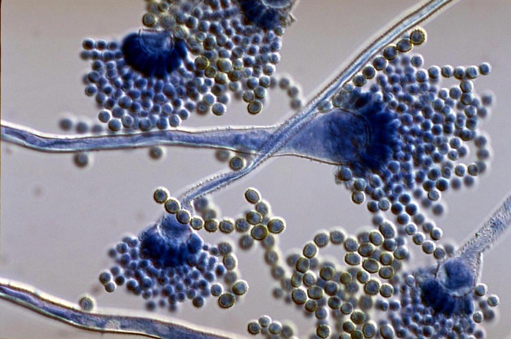 Wybrane zagadnienia z