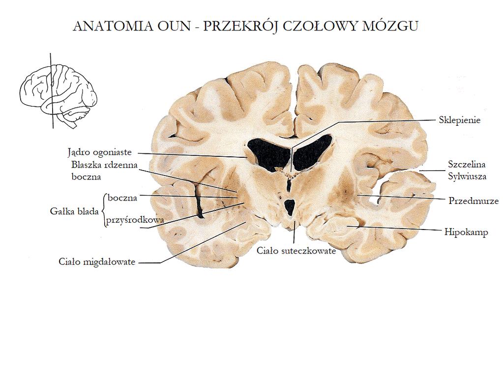 Źródło: http://www.