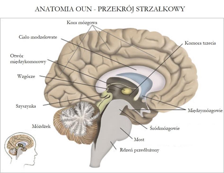 Źródło: https://www.massgene ral.