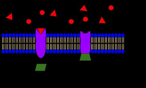 CHEMORECEPTOR Źródło: By Wyatt