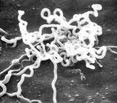 Gruźlica krtani (l. tuberculosa) W przebiegu wtórnej gruźlicy Zajęcie krtani => chrypka, ból, nasilony kaszel, duszność. W tylnej części krtani drobne, szarawe, wrzodziejące grudki.