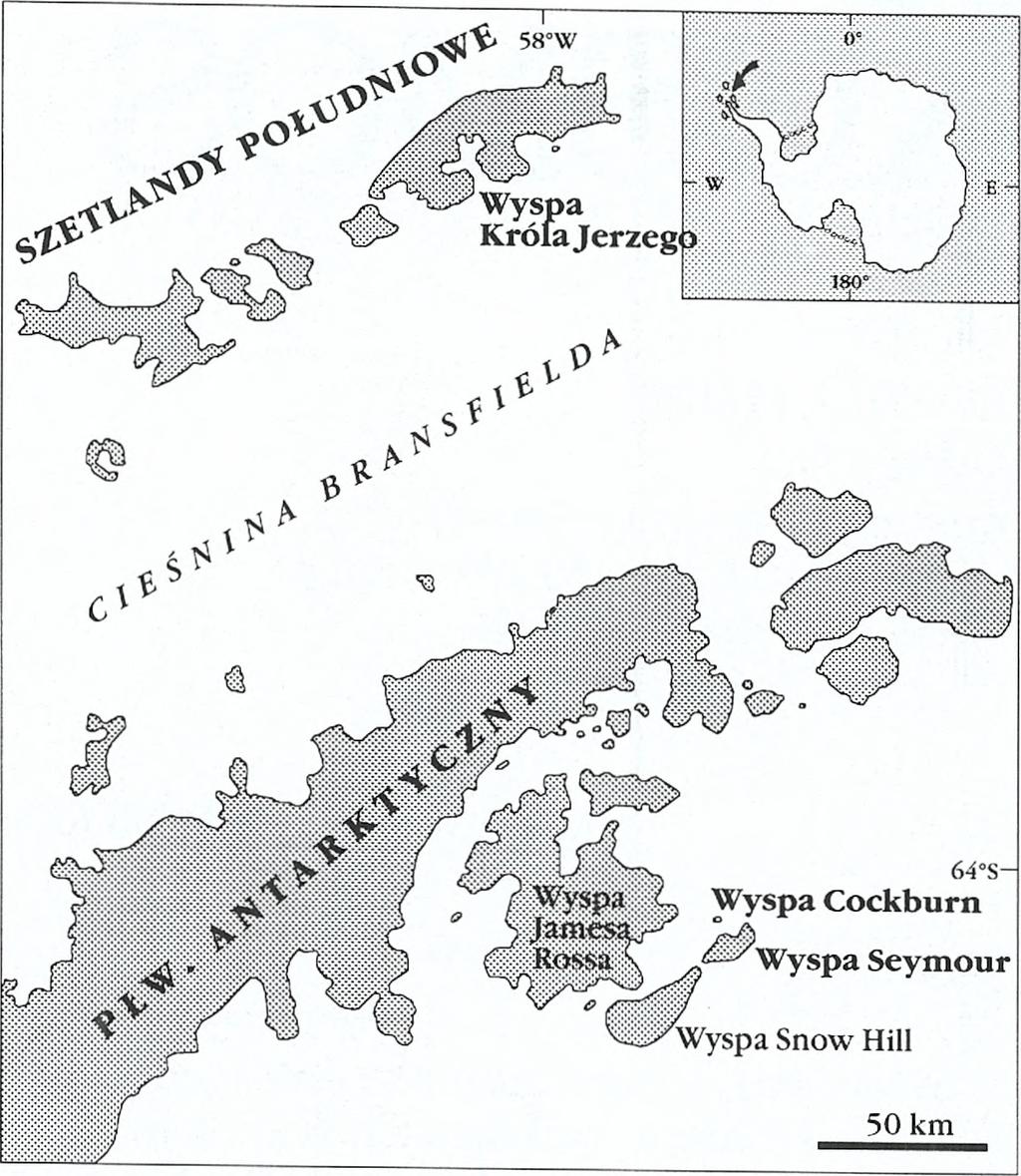 Ważną pracą poświęconą współczesnej faunie mszywiołów antarktycznych z rzędu Cheilostomata jest monografia H a y w a r d a (1995) ukazująca tę grupę po raz pierwszy w świetle nowej systematyki z