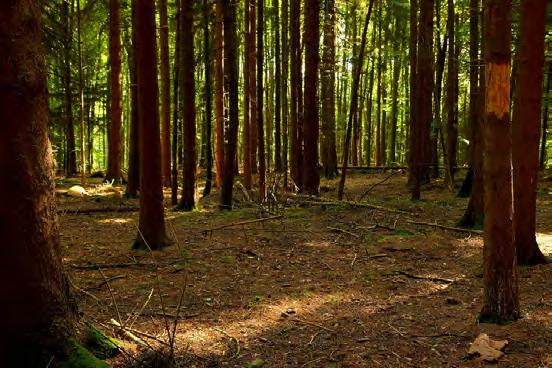 Bolimowski Park Krajobrazowy Znaczna część powierzchni gmin Kowiesy, Puszcza Mariańska i Wiskitki leży w obrębie Bolimowskiego Parku Krajobrazowego.