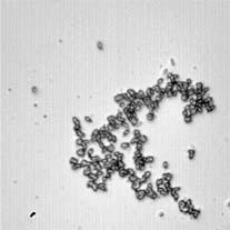 W badaniach własnych również podobne zachowanie bakterii odnotowano w podłożu zawierającym biologiczne powierzchnie w postaci piór drobiowych, tzn.