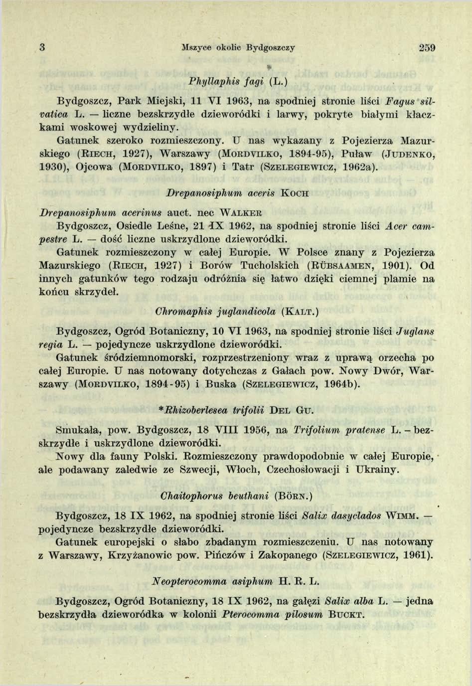 3 Mszyce okolic Bydgoszczy 259 Phyllaphis fagi (L.) Bydgoszcz, Park Miejski, 11 VI 1963, na spodniej stronie liści Fagus silmtica L.