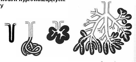 skórze). Posiadają jednostki (odcinki) wydzielnicze i przewody wyprowadzające.
