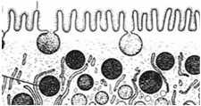 Komórki nabłonkowe są spolaryzowane (biegunowe): mają powierzchnię szczytową, boczną i przypodstawną