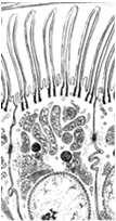 mikrokosmki, - rzęski (migawki), - białka transportowe Struktury występujące na szczytowej powierzchni komórek