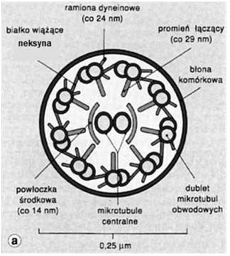 centriola) korzonek - wiązka włókienek